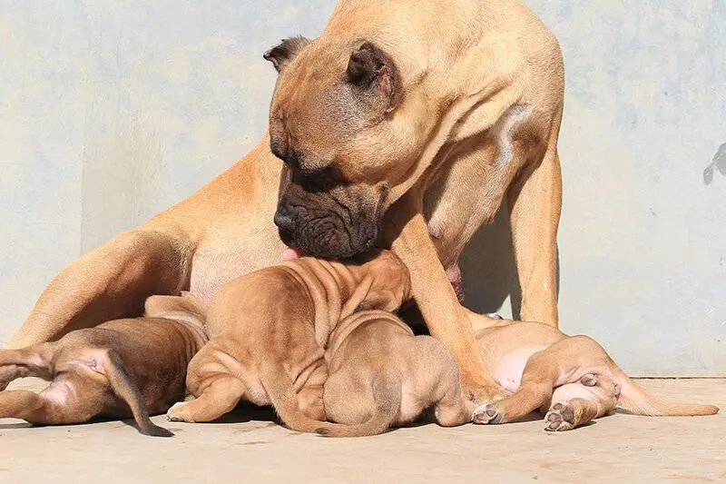 Della Grande Famiglia - Cane Corso Kennel